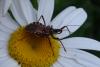 Rhynocoris erythropus